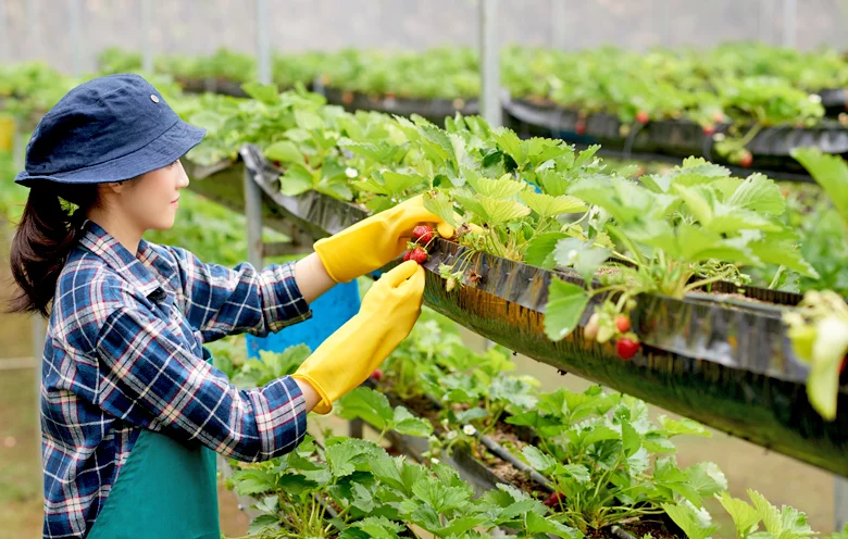 Why vertical farming is the future of agriculture